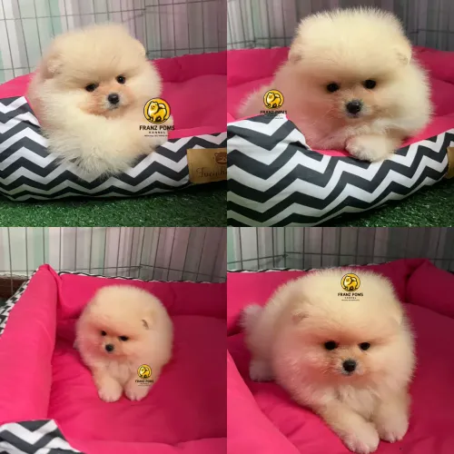Filhotes de spitz alemao 
