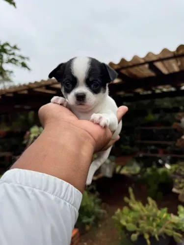 Promoção Chihuahua pelo curto