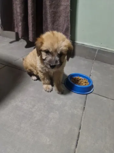 Animais de estimação
