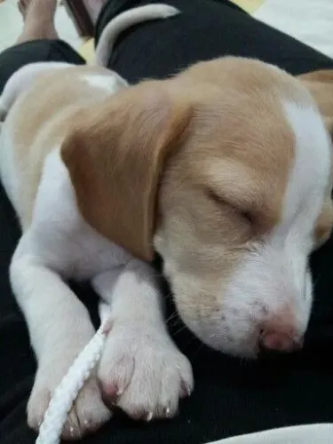 Filhotes de Beagle mini - seu novo melhor amigo