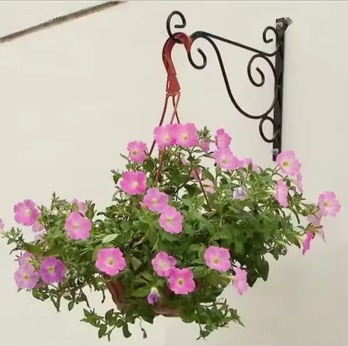 Plantas Suporte Parede Gancho de Ferro Pendurado Cesta Suporte  Vasos Flores Decoração 