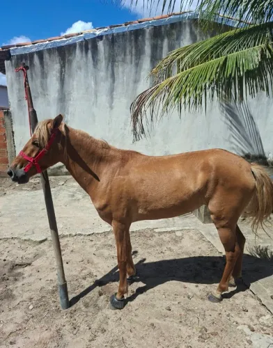 Vendo Égua (equino/cavalo)