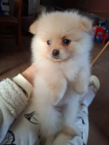 Filhotes Spitz Alemão 