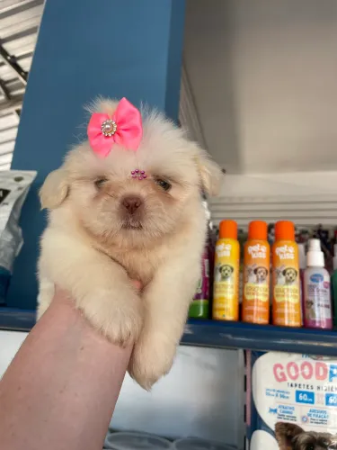 Shih tzu fêmea $2.800,00