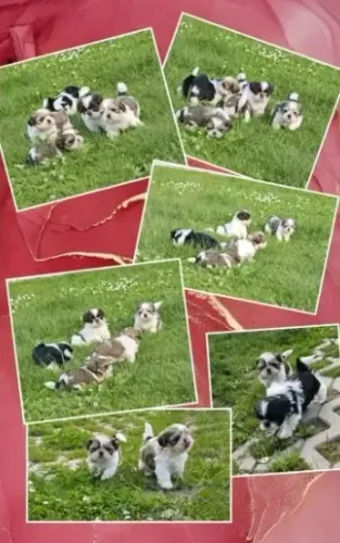 Filhotes de Shih-Tzu com Parcelamento em Até 12x