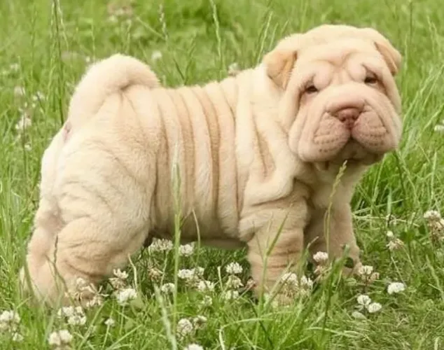 Filhotes de Shar Pei disponíveis! 