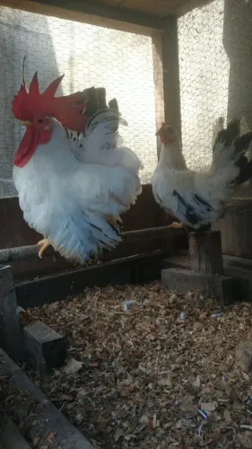 Nagasaki Garnisé Garnizé Galinha