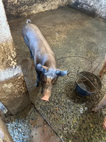 Leitão macho para venda de 60 a 70kg