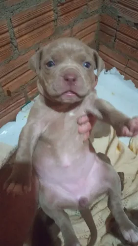 Pitbull American Terrier lindos filhotes