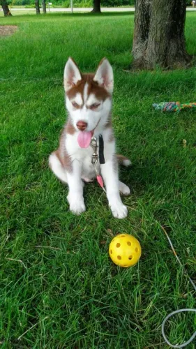 Filhote Husky Siberiano todo empolgado com suas bolinhas