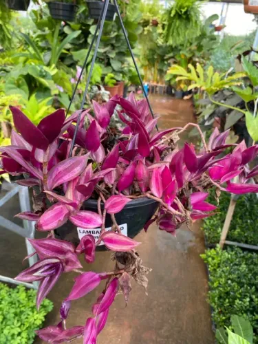 Muda de lambari roxo