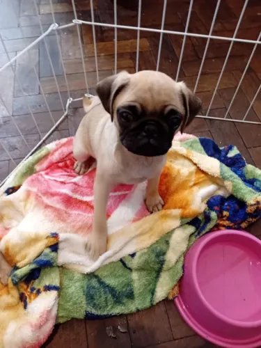  Pug machinho de 3 meses