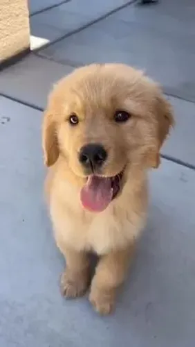 Filhote Golden Retriever te ajuda a superar qualquer obstáculo
