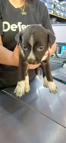 Doação urgente de filhotes de cachorro - Retirada HOJEE