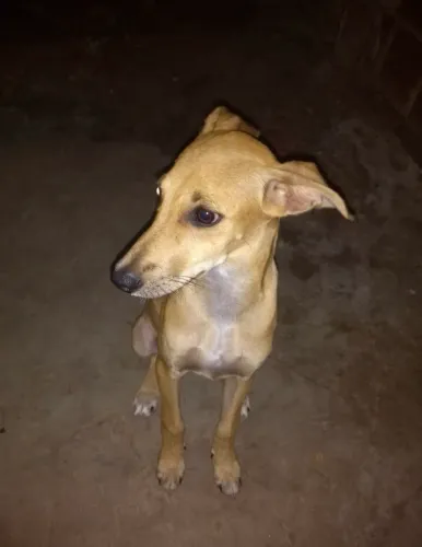 Estou doando essa cachorrinha 