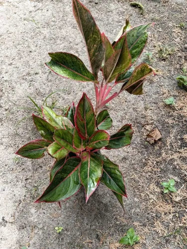 Jardinagem 