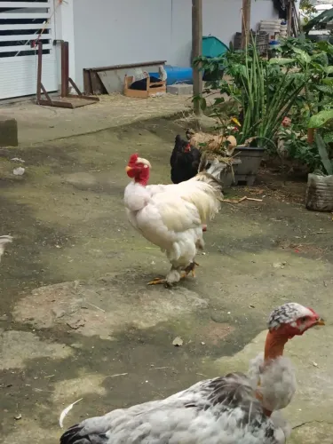 Galo Brahma 