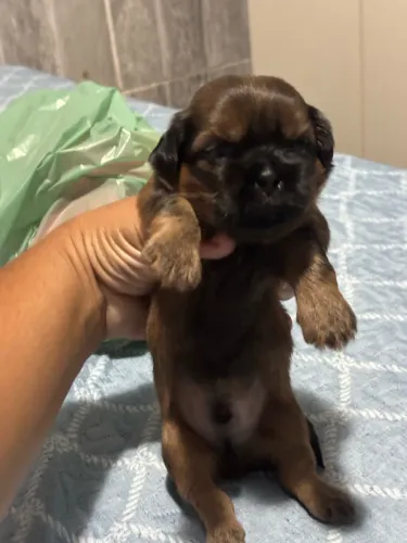 SHIH TZU PURO