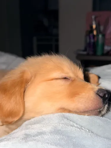 Golden retriver macho