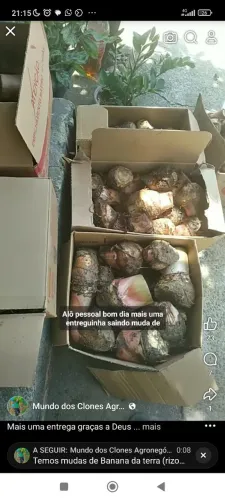 Mudas de bananeiras Rizomas ( muda arrancada)