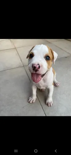 Filhotes de american pitbull terreir