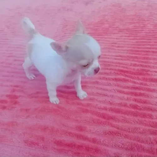 Chihuahua
