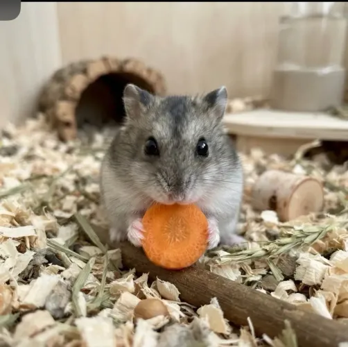 Hamster anão russo super manso