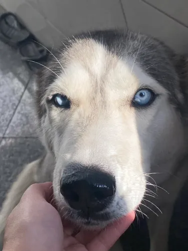 FILHOTES DE HUSKY SIBERIANO PURO