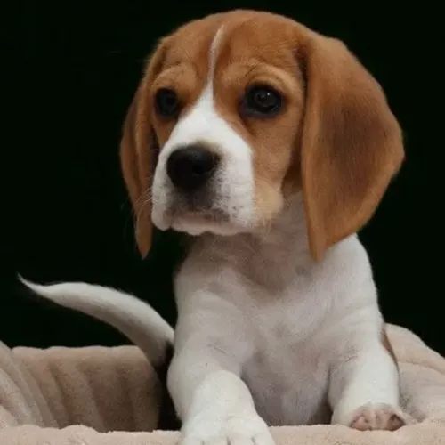 Filhotes de Beagle | Filhotes cheios de carisma.