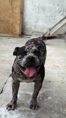 American Bully Merle 
