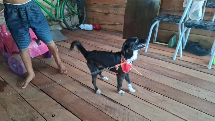 Estou doando esse cachorro porte pequeno. 