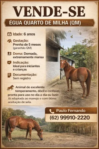 ÉGUA QUARTO DE MILHA