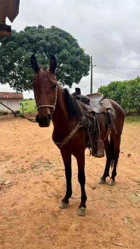 Potranco mangalarga domado na lida bom de rédea 