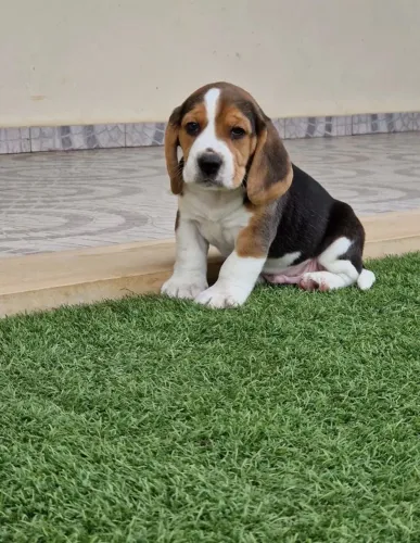 Lindos filhotes de Beagle disponível