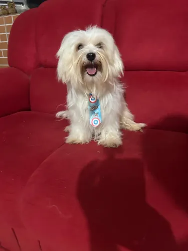 Cachorro maltês para reprodutor 