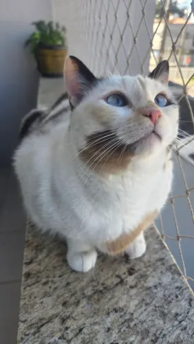 Cat Sitter | Cuidadora de Gatos | Visitas e Pernoite