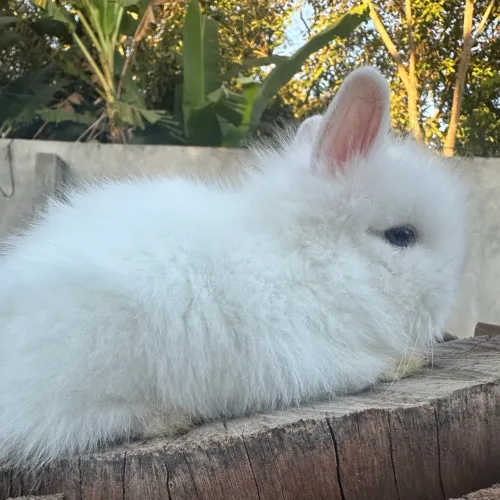 Mini coelho peludinho