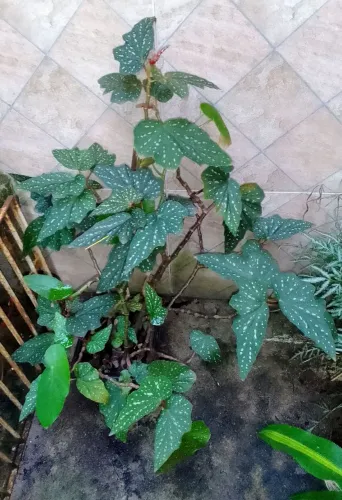 Planta Begônia Maculata<br>