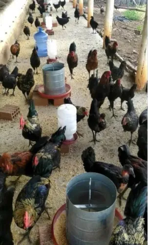 OFERTA galinhas 
