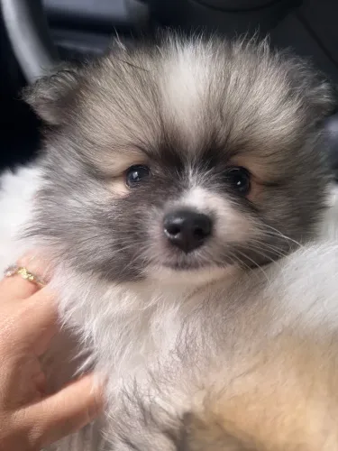     Lulu da Pomerânia 