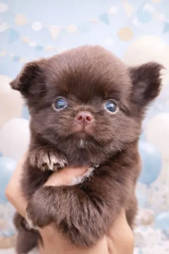Chihuahua uma lindeza na sua casa