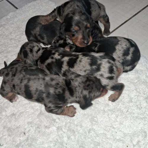 Filhote de salsicha( dachshund)
