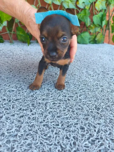Pinscher fofinho e saudável - mais detalhes no chat