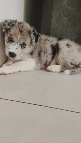 Filhote de Borde collie