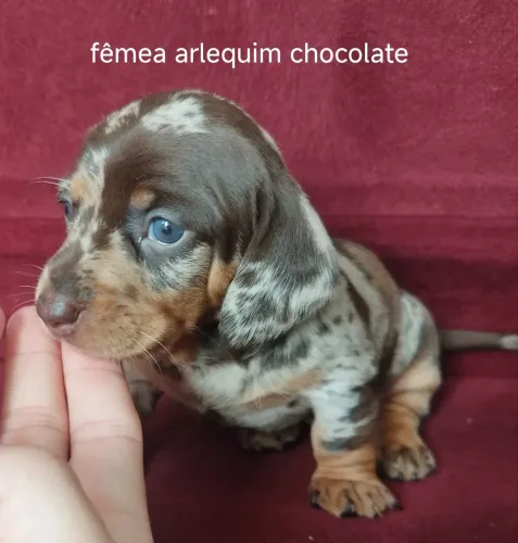 Basset salchicha teckel arlequim chocolate OFERTA
