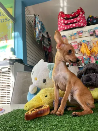 Pinscher machinho dourado