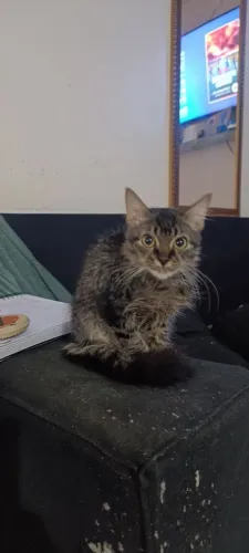 Doasse Gato macho