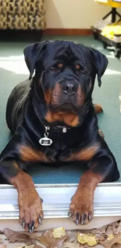 Rottweiler com adestramento básico e ganha micro chip mm