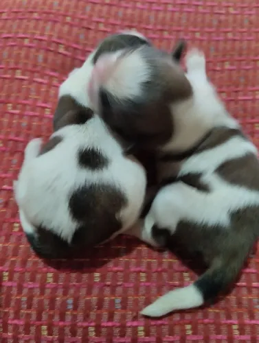 Hih Tzu FÊMEAS PURAS