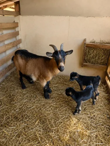 Mini cabras de altíssima genética